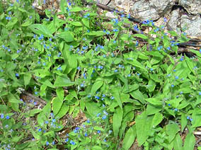 Brunnera macrophylla